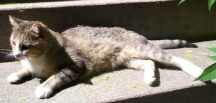 Kitty laying down